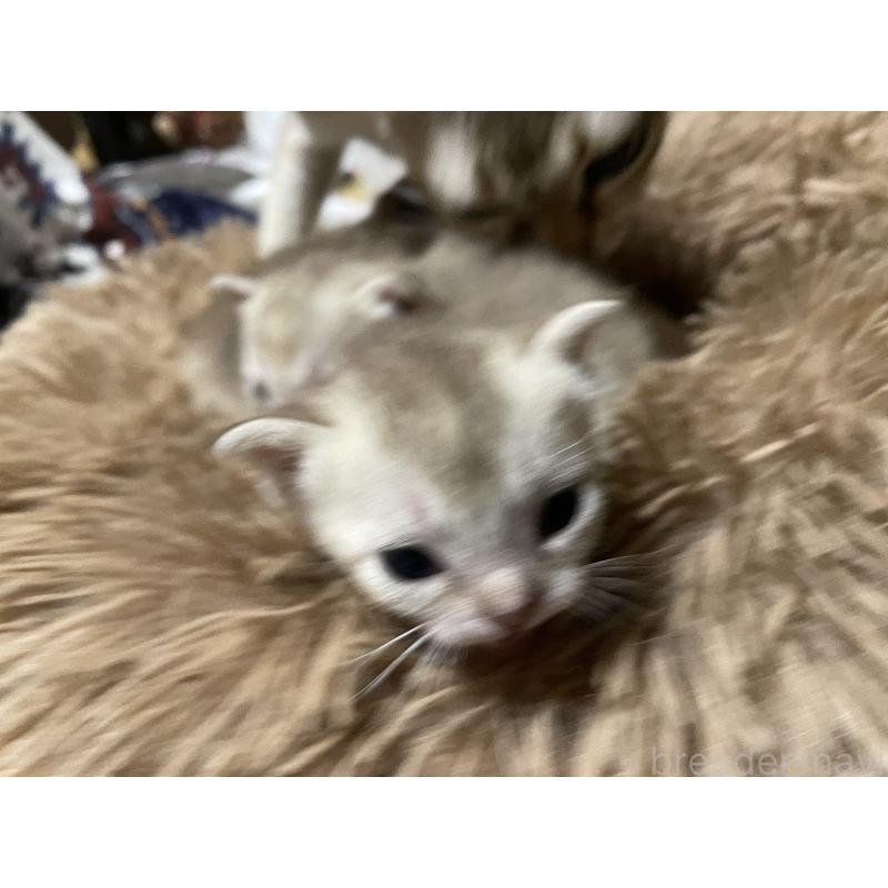 販売中の広島県のシンガプーラ-139108の2枚目