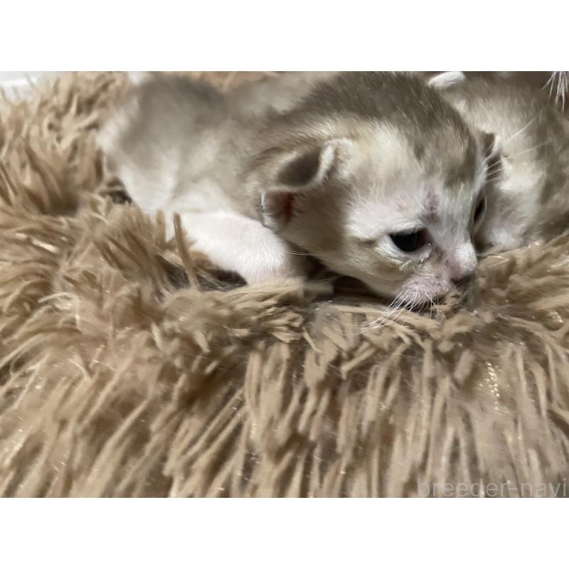 販売中の広島県のシンガプーラ-139109の3枚目