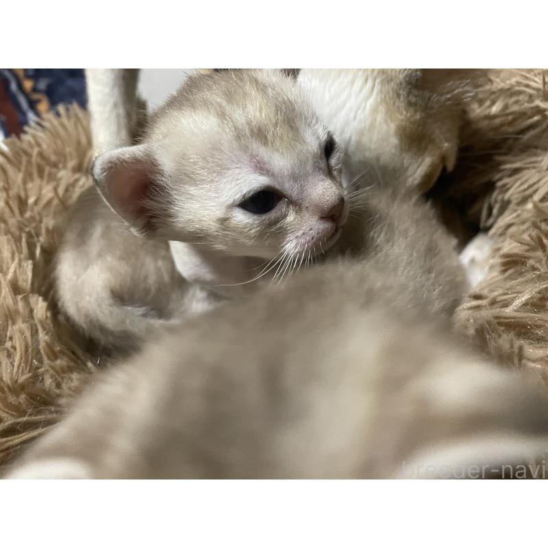 販売中の広島県のシンガプーラ-139110の3枚目