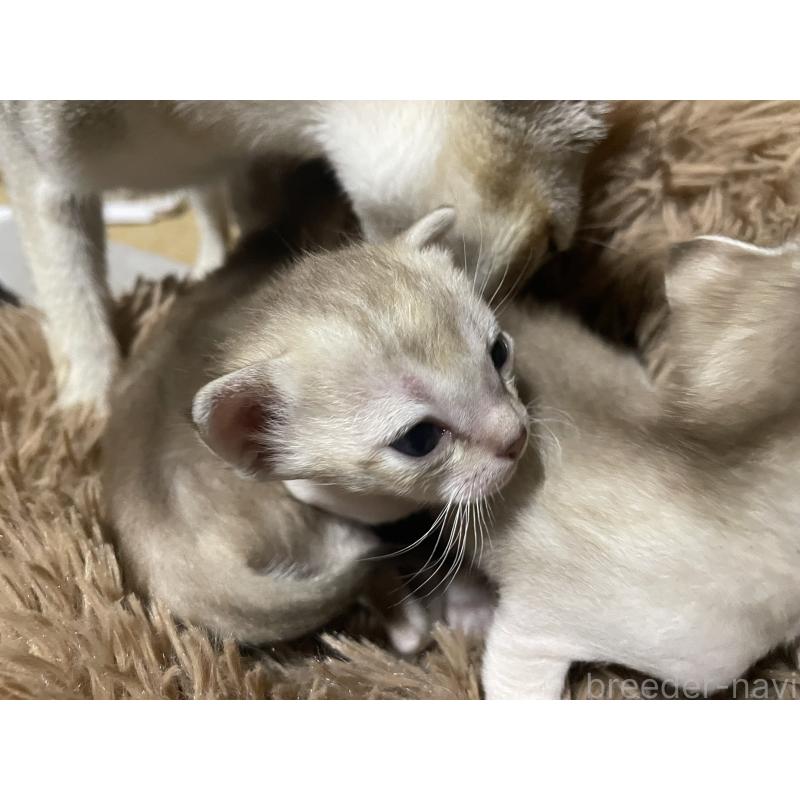 販売中の広島県のシンガプーラ-139110の2枚目