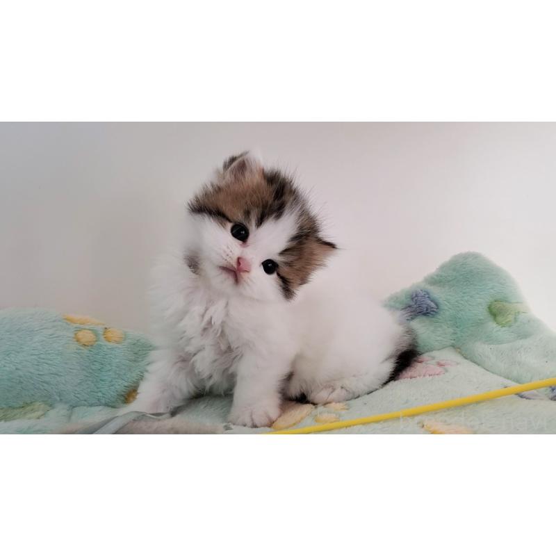 販売中の大阪府のマンチカン-139111の8枚目