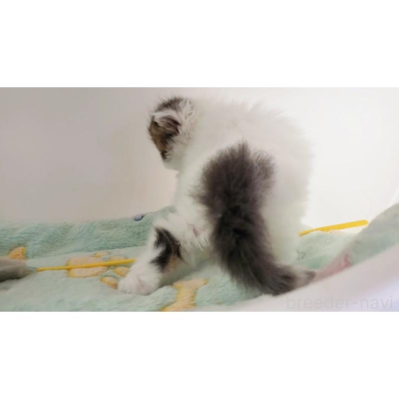 販売中の大阪府のマンチカン-139111の7枚目