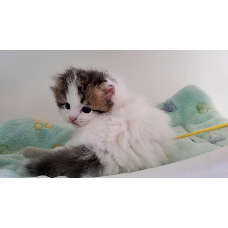 販売中の大阪府のマンチカン-139111の5枚目