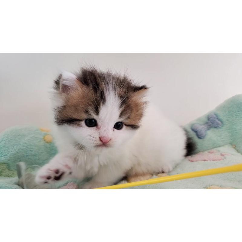 販売中の大阪府のマンチカン-139111の6枚目