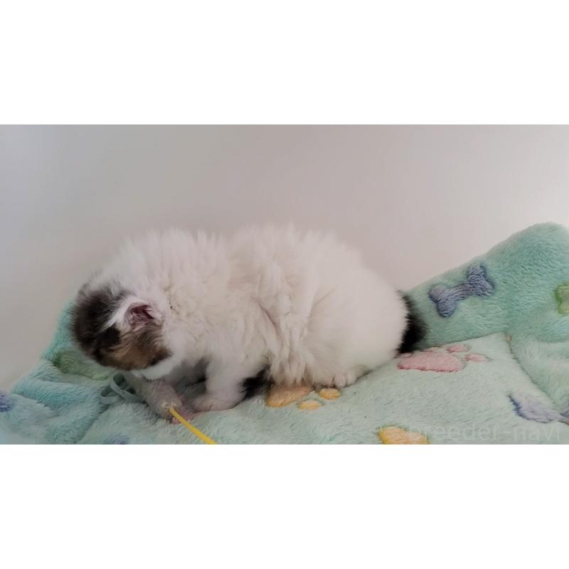 販売中の大阪府のマンチカン-139111の4枚目