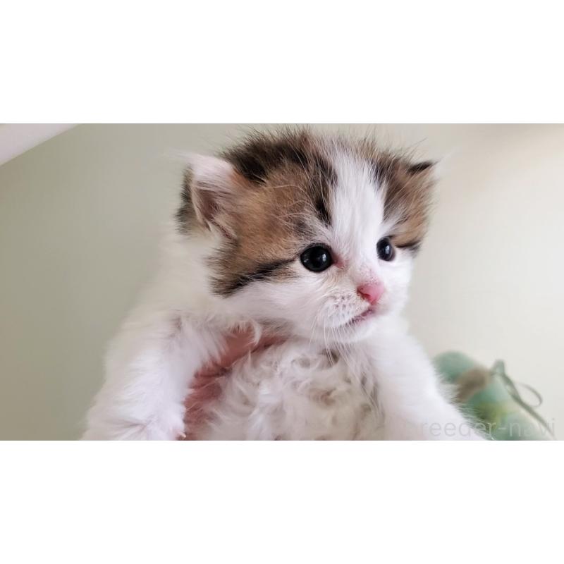 販売中の大阪府のマンチカン-139111の3枚目