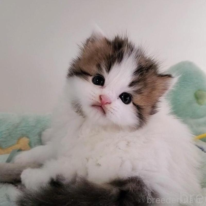 販売中の大阪府のマンチカン-139111の1枚目