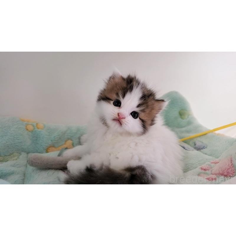 販売中の大阪府のマンチカン-139111の2枚目