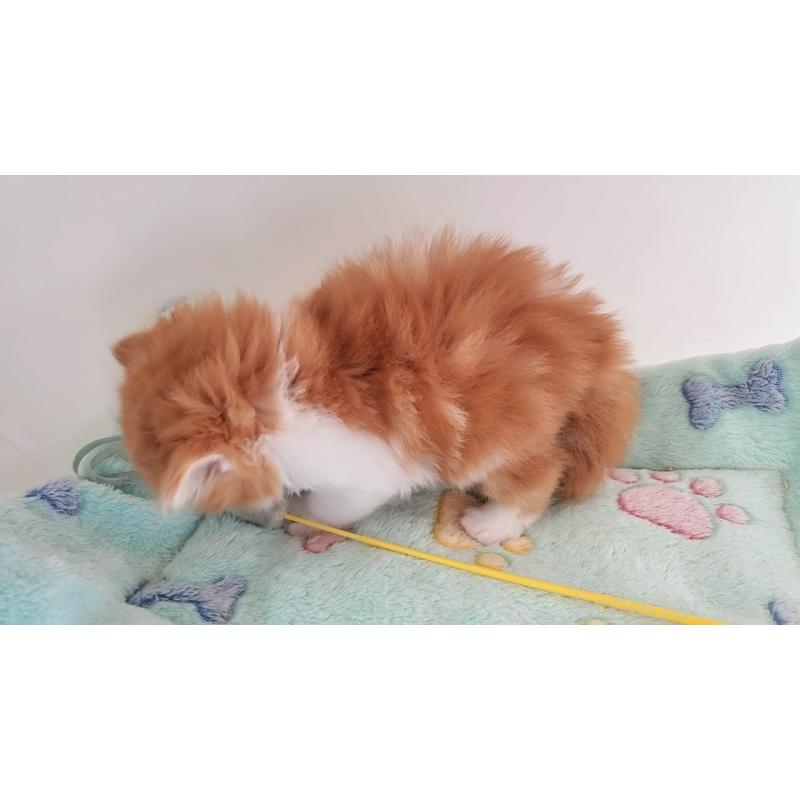 販売中の大阪府のマンチカン-139112の14枚目