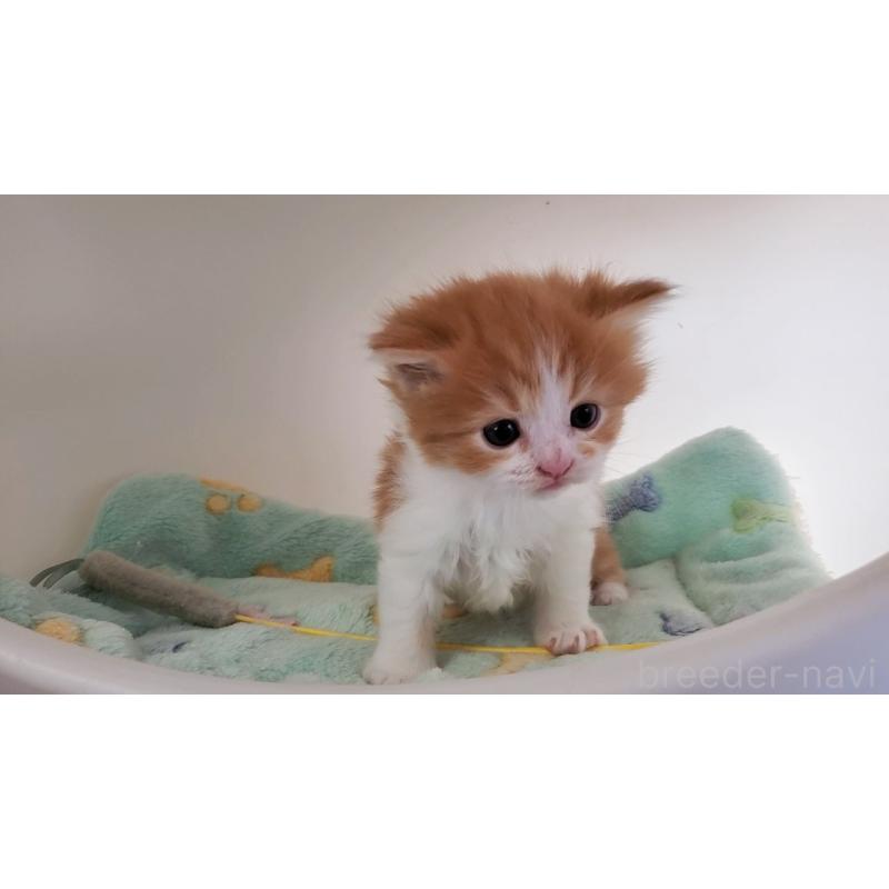 販売中の大阪府のマンチカン-139112の13枚目