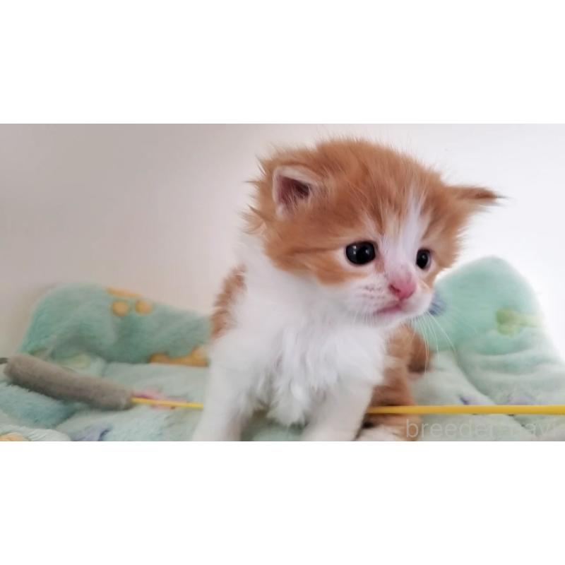 販売中の大阪府のマンチカン-139112の12枚目