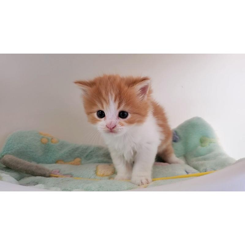 販売中の大阪府のマンチカン-139112の11枚目