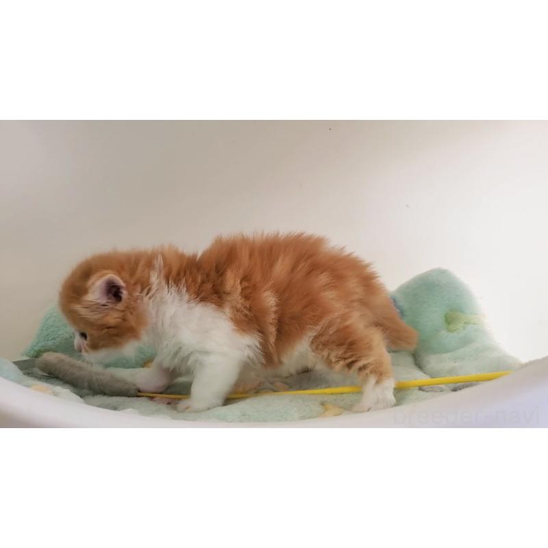 販売中の大阪府のマンチカン-139112の8枚目