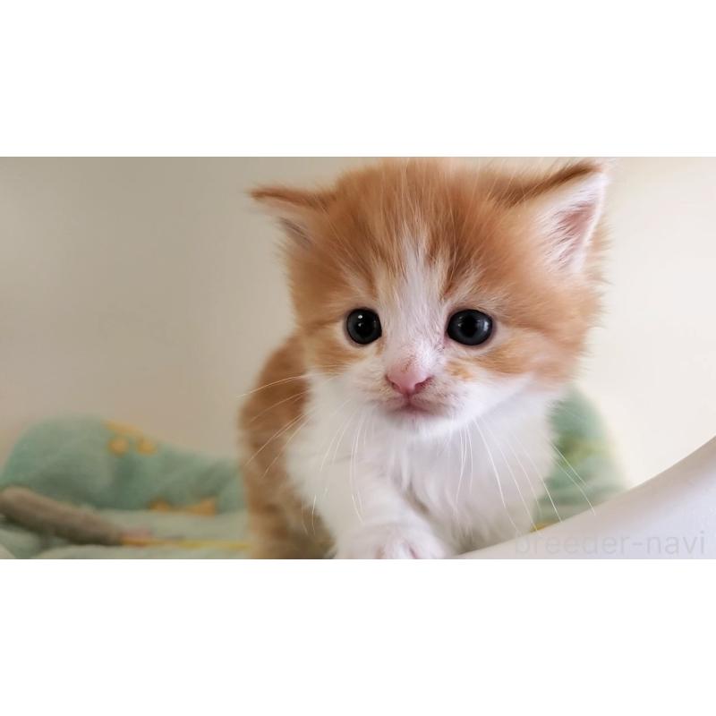 販売中の大阪府のマンチカン-139112の6枚目