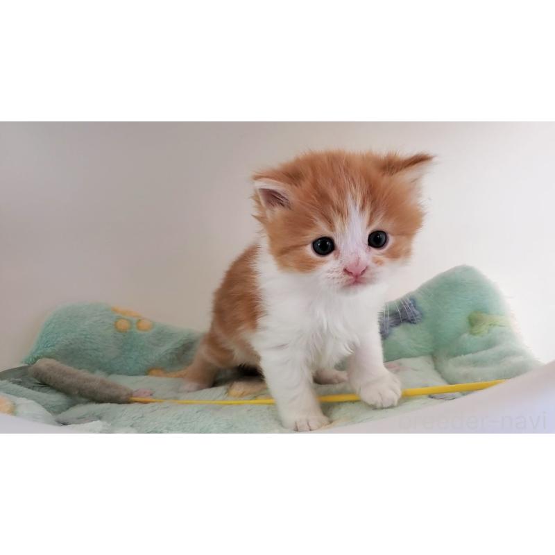 販売中の大阪府のマンチカン-139112の5枚目