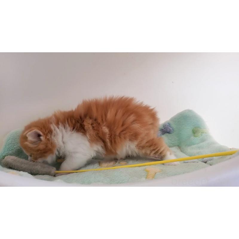 販売中の大阪府のマンチカン-139112の4枚目