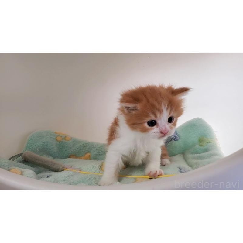 販売中の大阪府のマンチカン-139112の2枚目