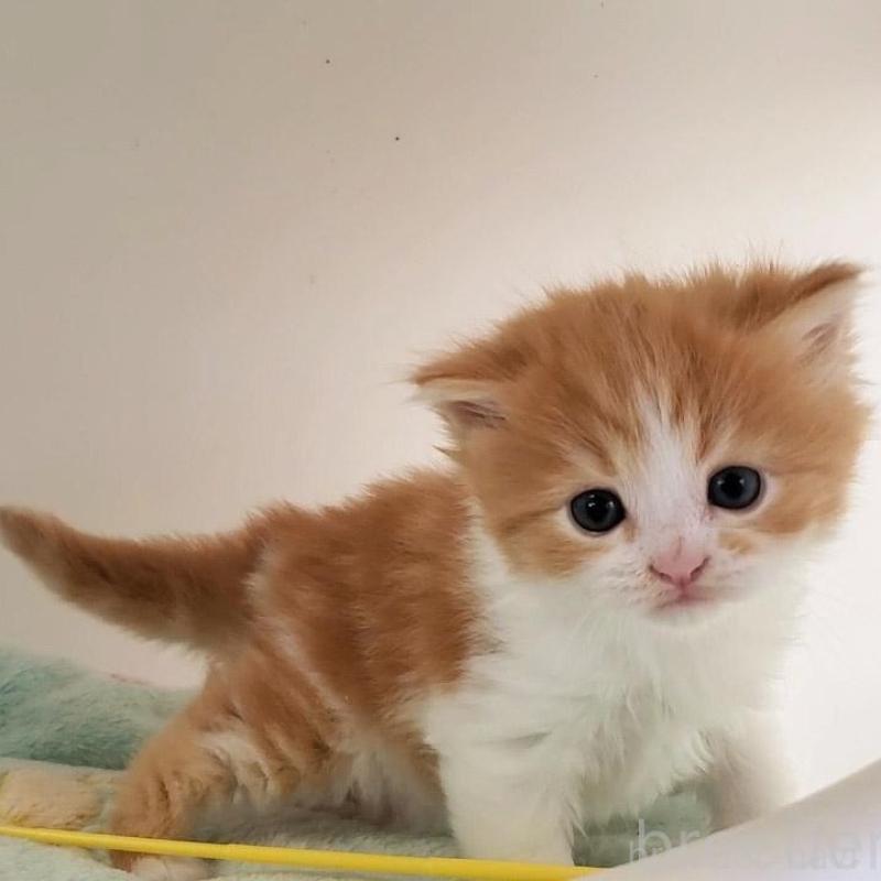 販売中の大阪府のマンチカン-139112