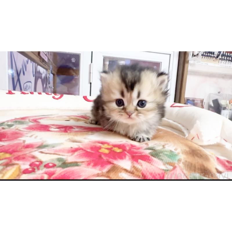 販売中の千葉県のミヌエット(短足)-139113の5枚目