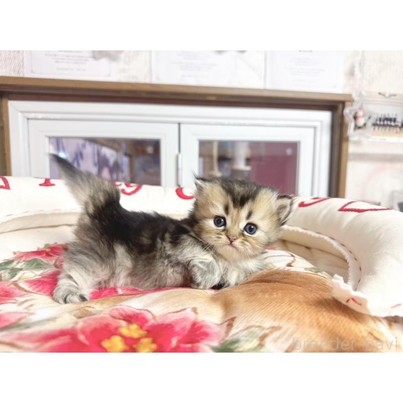 販売中の千葉県のミヌエット(短足)-139113の3枚目