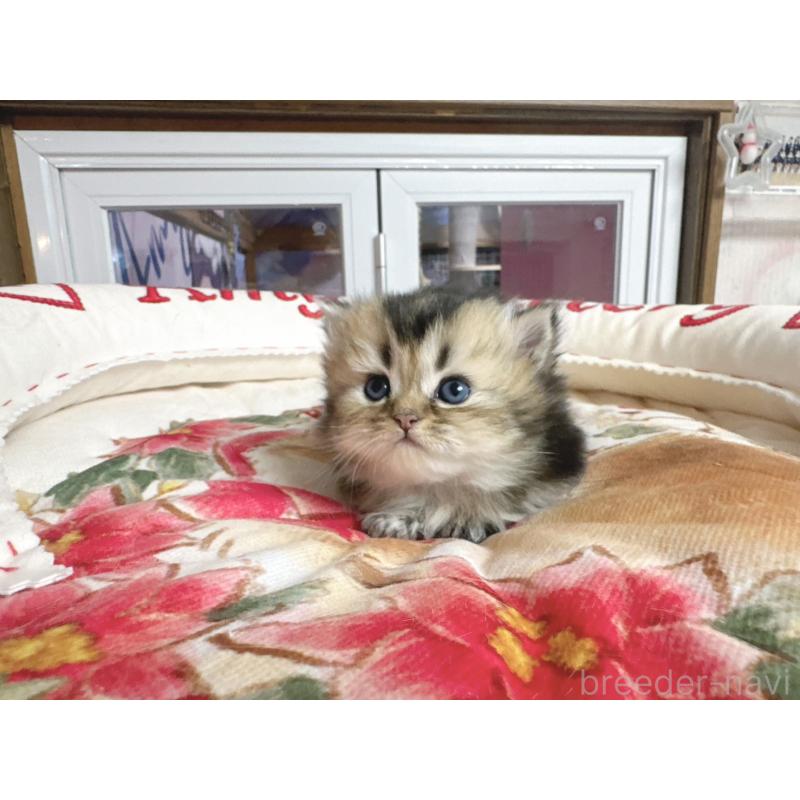 販売中の千葉県のミヌエット(短足)-139113の2枚目