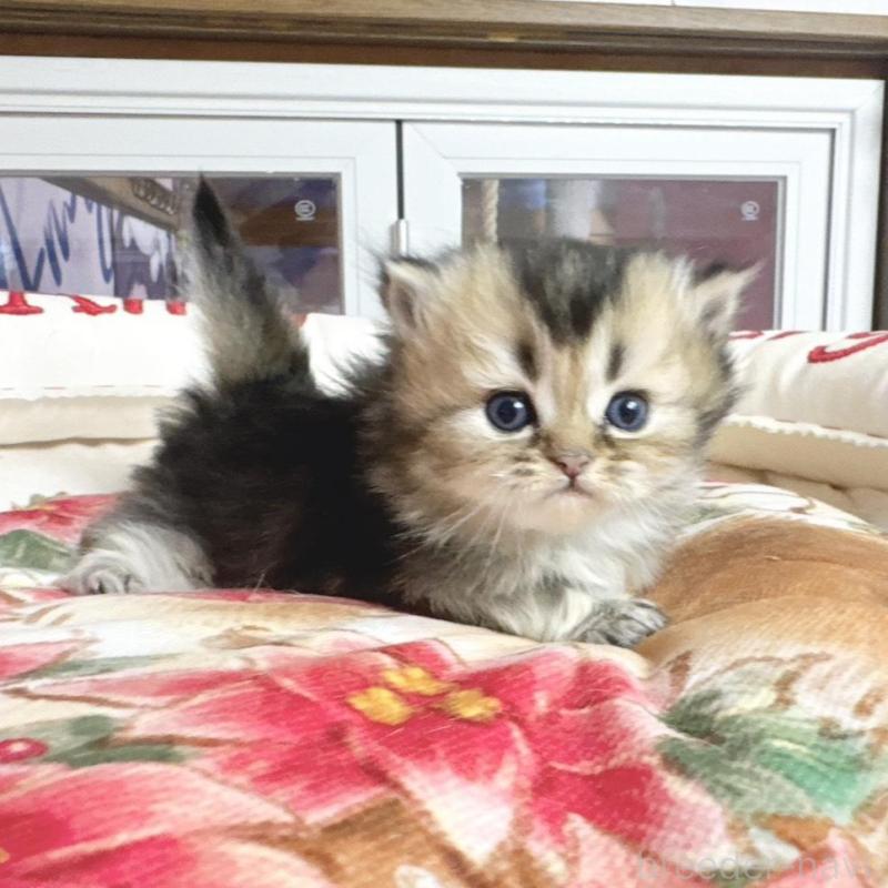 販売中の千葉県のミヌエット(短足)-139113の1枚目