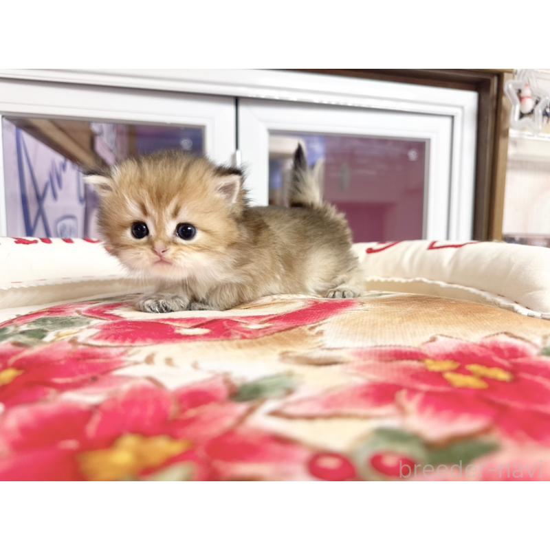 販売中の千葉県のミヌエット-139114の5枚目