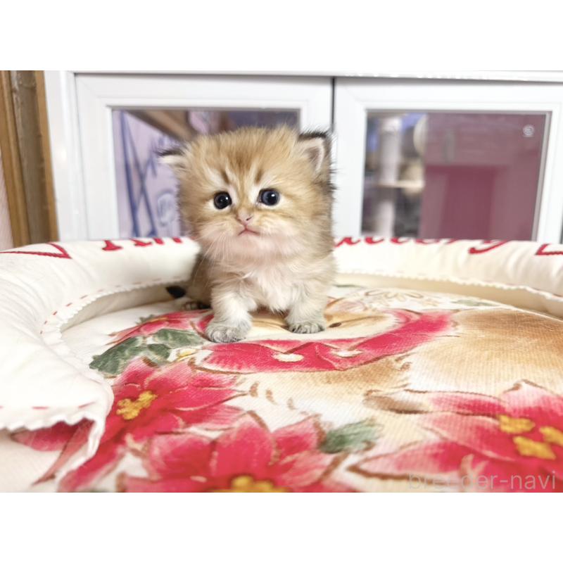 販売中の千葉県のミヌエット-139114の4枚目