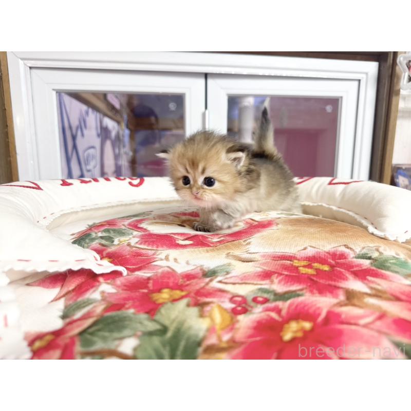 販売中の千葉県のミヌエット-139114の2枚目