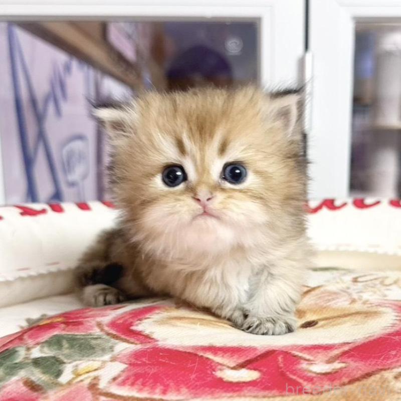 販売中の千葉県のミヌエット-139114