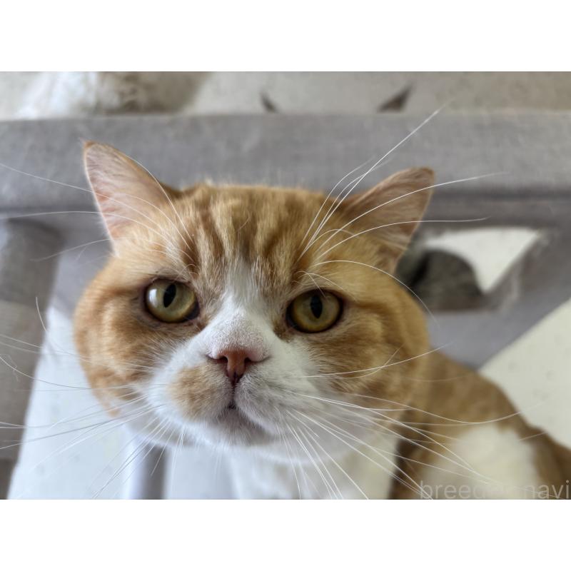 販売中の千葉県のスコティッシュストレート-77271の2枚目