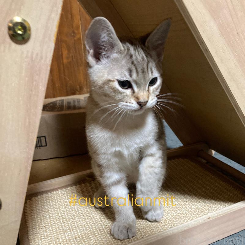 販売中の和歌山県のオーストラリアンミスト-136859の2枚目