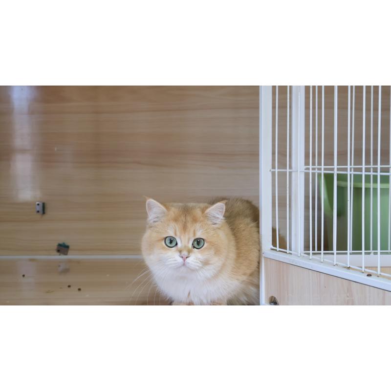 販売中の埼玉県のブリティッシュショートヘア-139171の15枚目