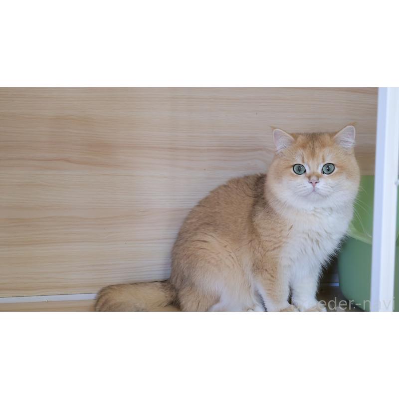 販売中の埼玉県のブリティッシュショートヘア-139171の13枚目