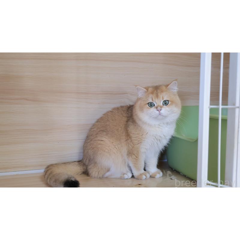 販売中の埼玉県のブリティッシュショートヘア-139171の10枚目