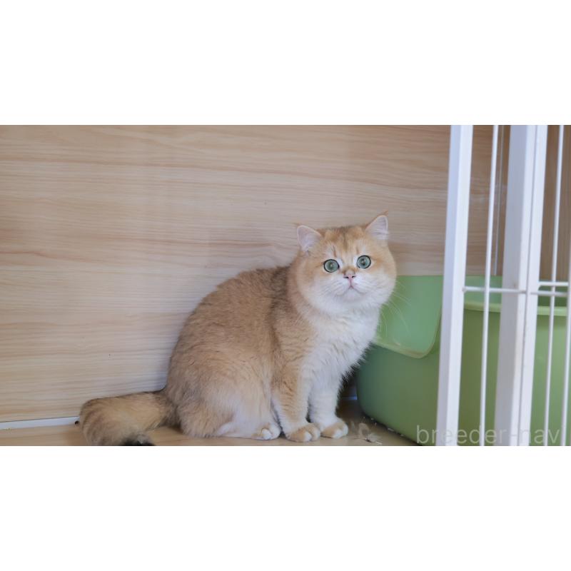 販売中の埼玉県のブリティッシュショートヘア-139171の6枚目