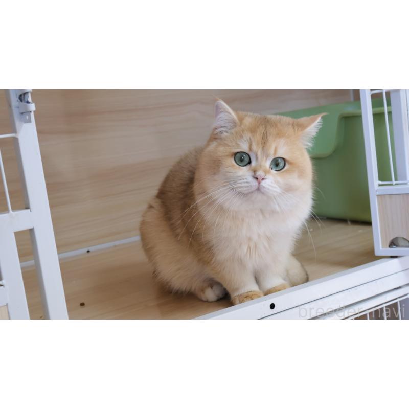 販売中の埼玉県のブリティッシュショートヘア-139171の3枚目