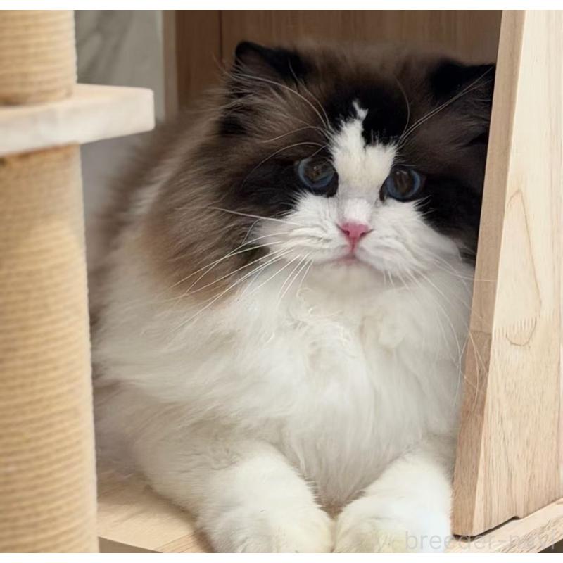 販売中の埼玉県のラグドール-139173の4枚目