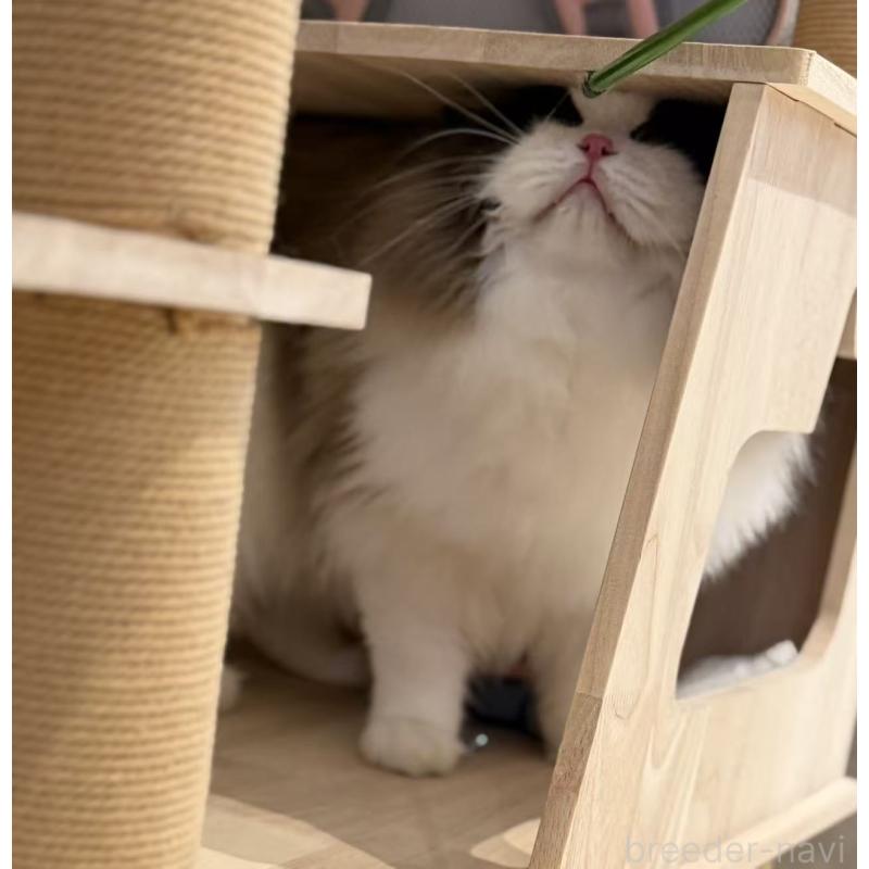 販売中の埼玉県のラグドール-139173の2枚目