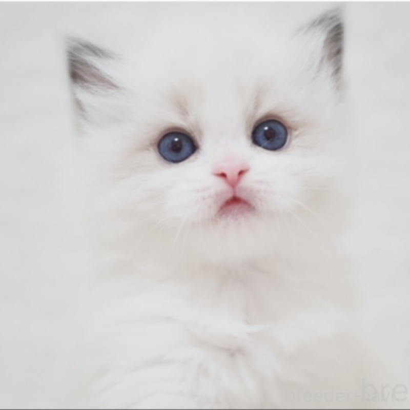 販売中の埼玉県のラグドール-139174の1枚目