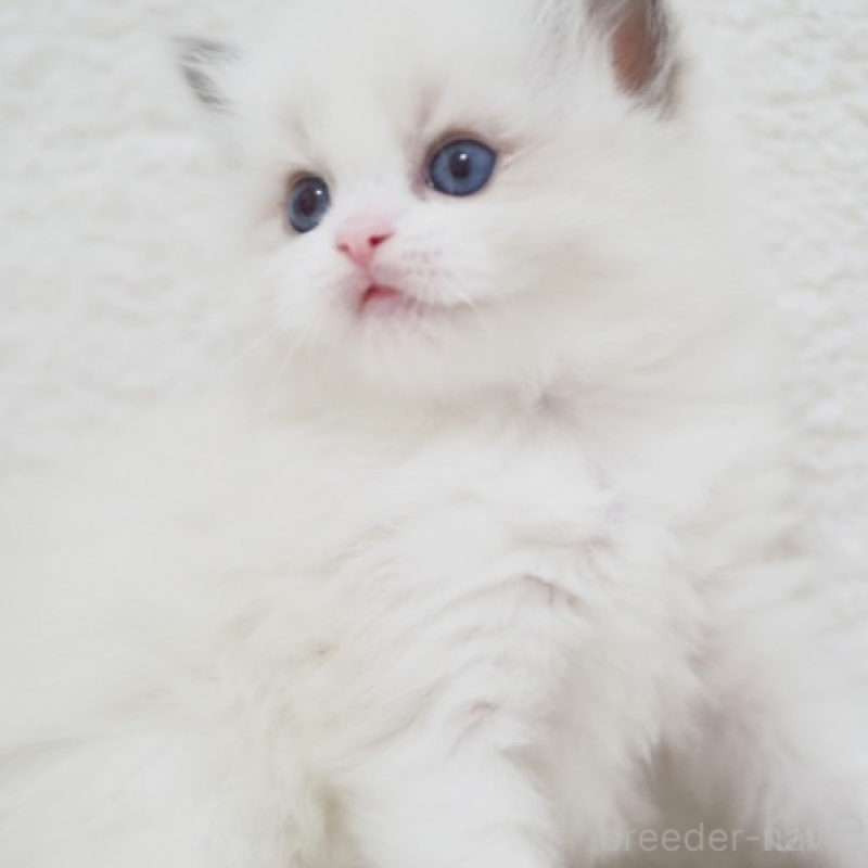 販売中の埼玉県のラグドール-139174の4枚目