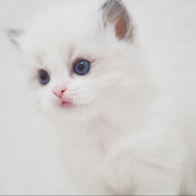 販売中の埼玉県のラグドール-139174の3枚目