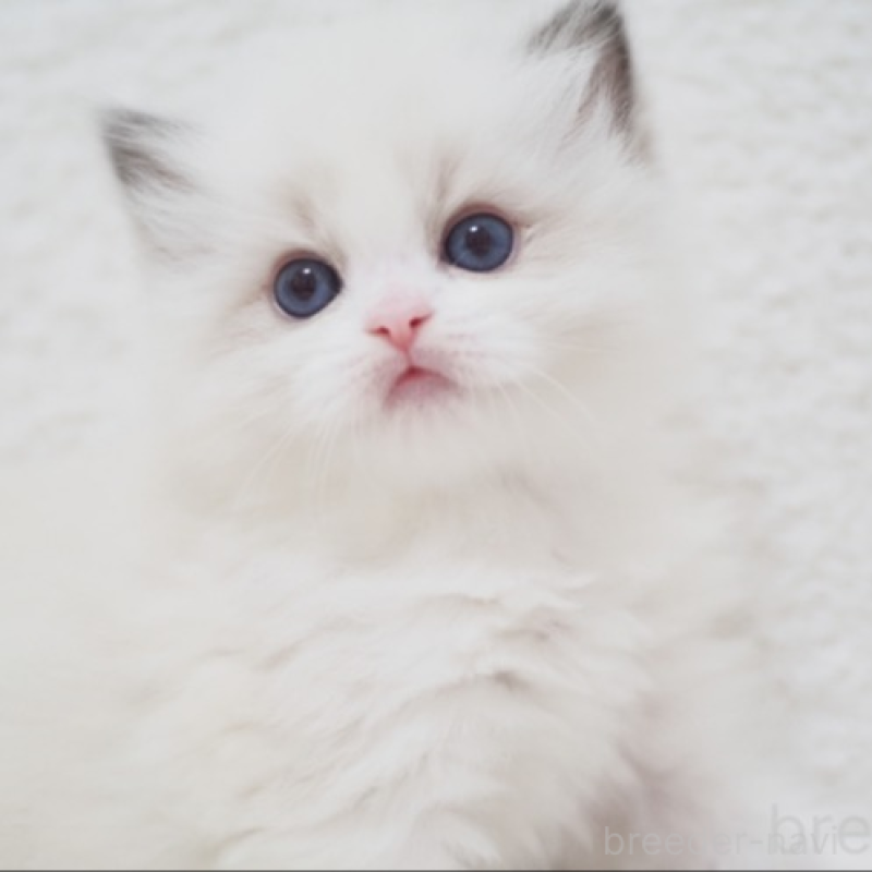 販売中の埼玉県のラグドール-139174の2枚目