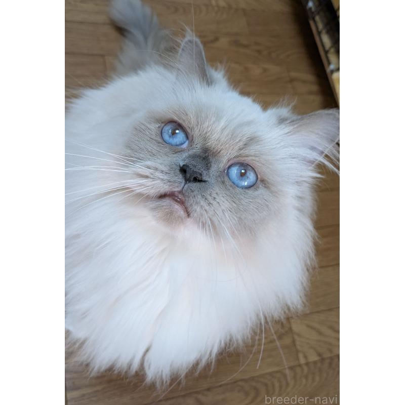 販売中の大阪府のミヌエット-126295