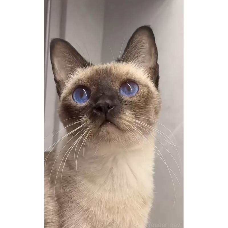 乌咪ちゃん1枚目