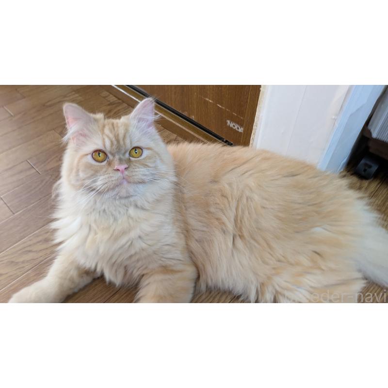 販売中の大阪府のミヌエット-120053