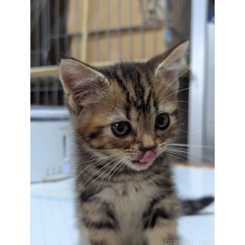 販売中の埼玉県のアメリカンショートヘア-139175の2枚目