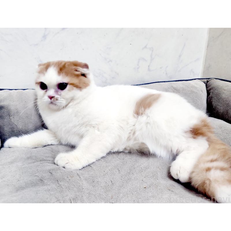 販売中の北海道のスコティッシュフォールド-139176の7枚目