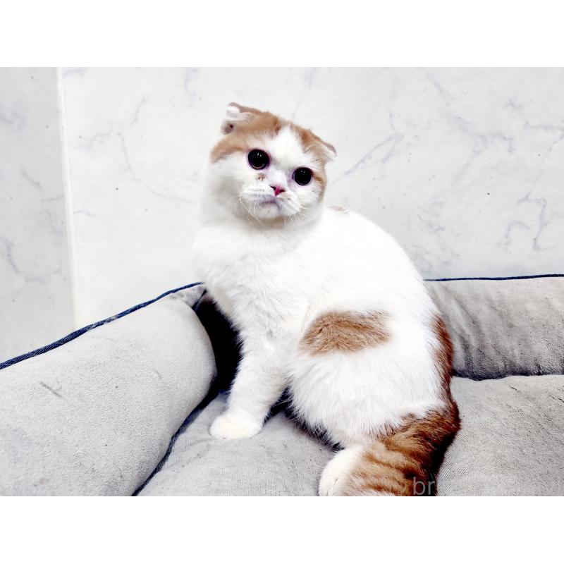 販売中の北海道のスコティッシュフォールド-139176の6枚目