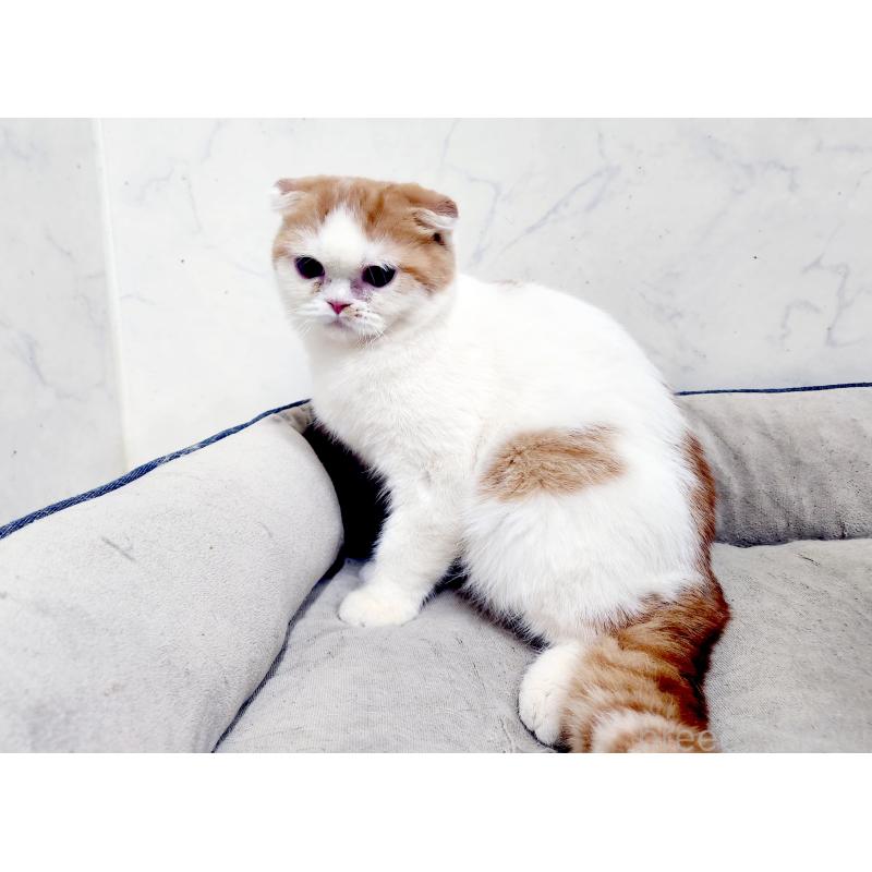 販売中の北海道のスコティッシュフォールド-139176の4枚目